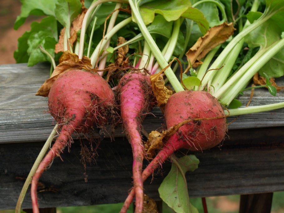 Пастернак растение