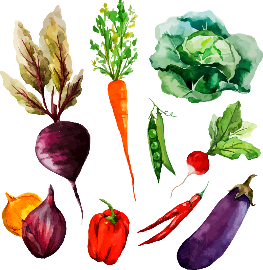 Корнеплоды редьки моркови и свеклы