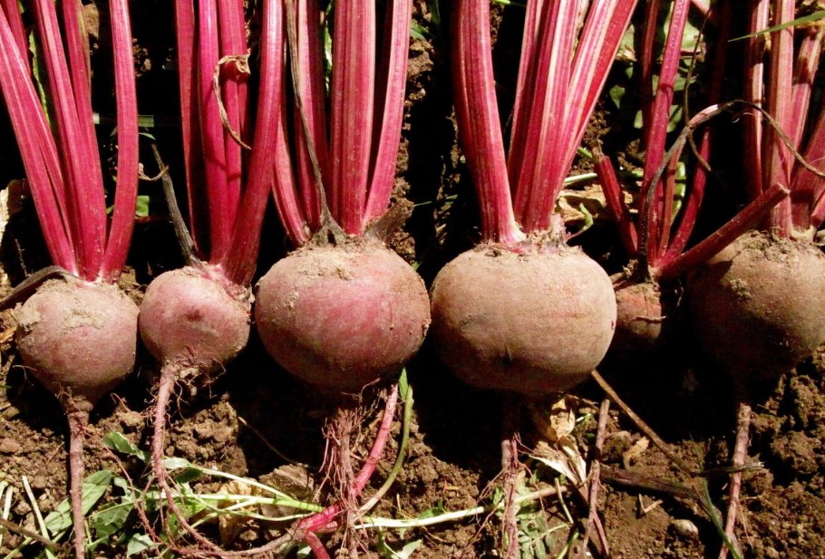 Съедобные дикорастущие корнеплоды