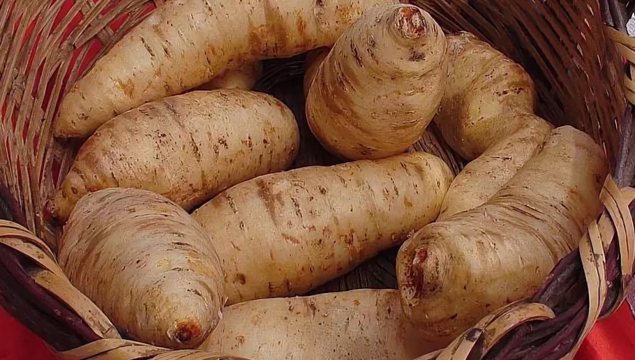 Арракача съедобная