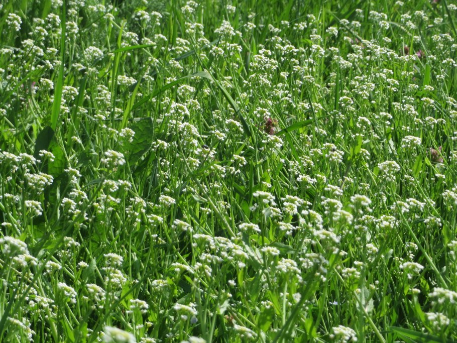 Калепина трава