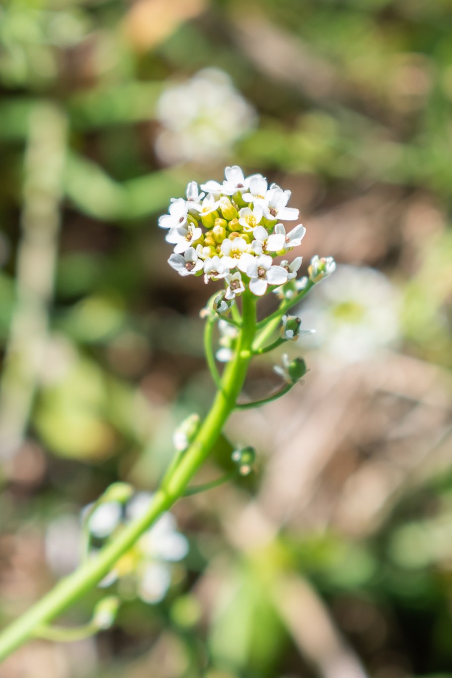 Калепина трава