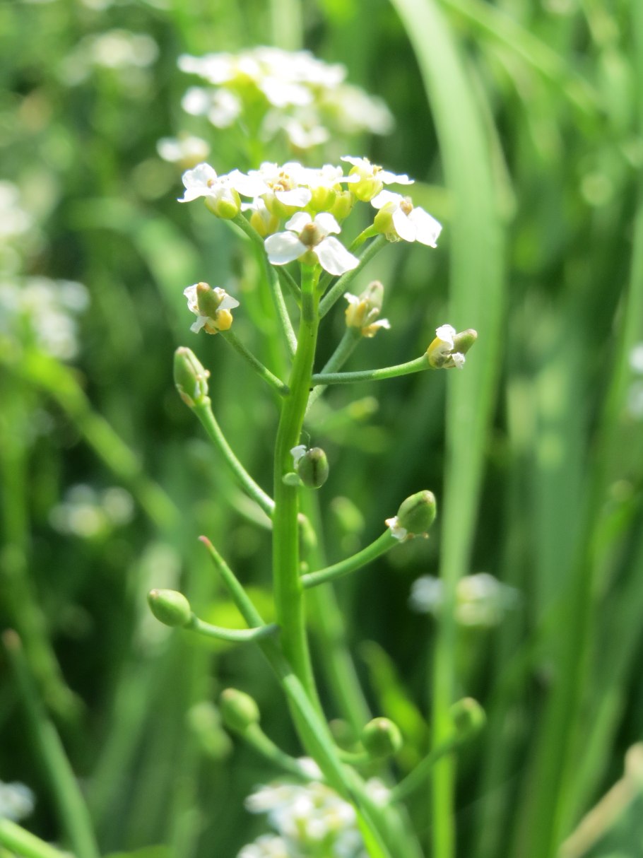 Calepina irregularis