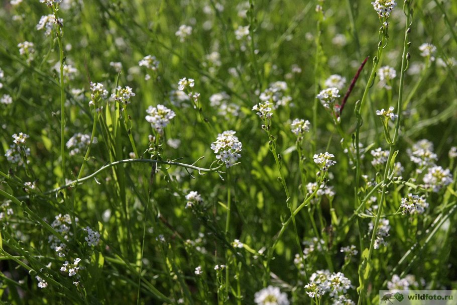 Calepina irregularis