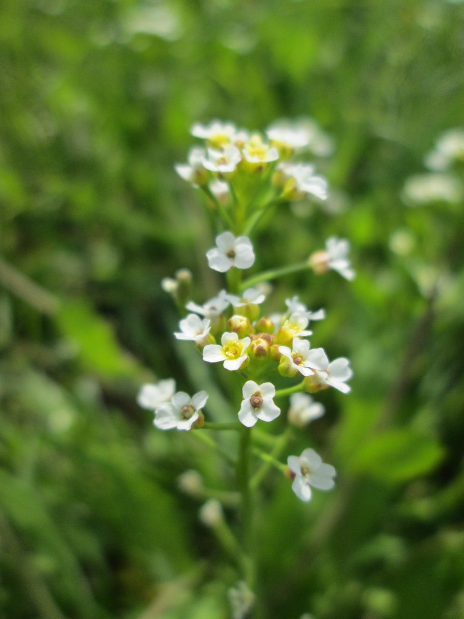 Ярутка семядоли