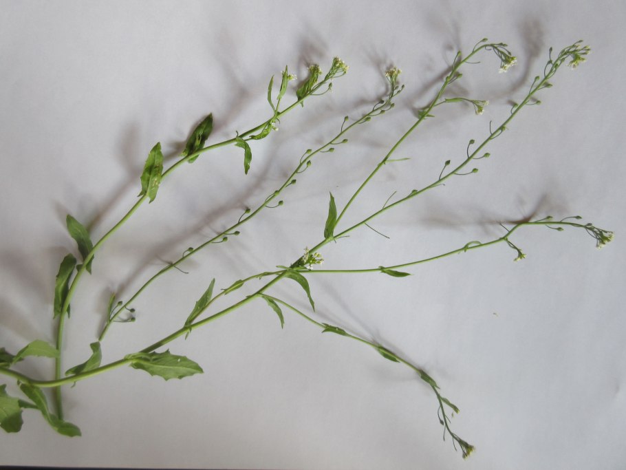 Calepina cochlearioides