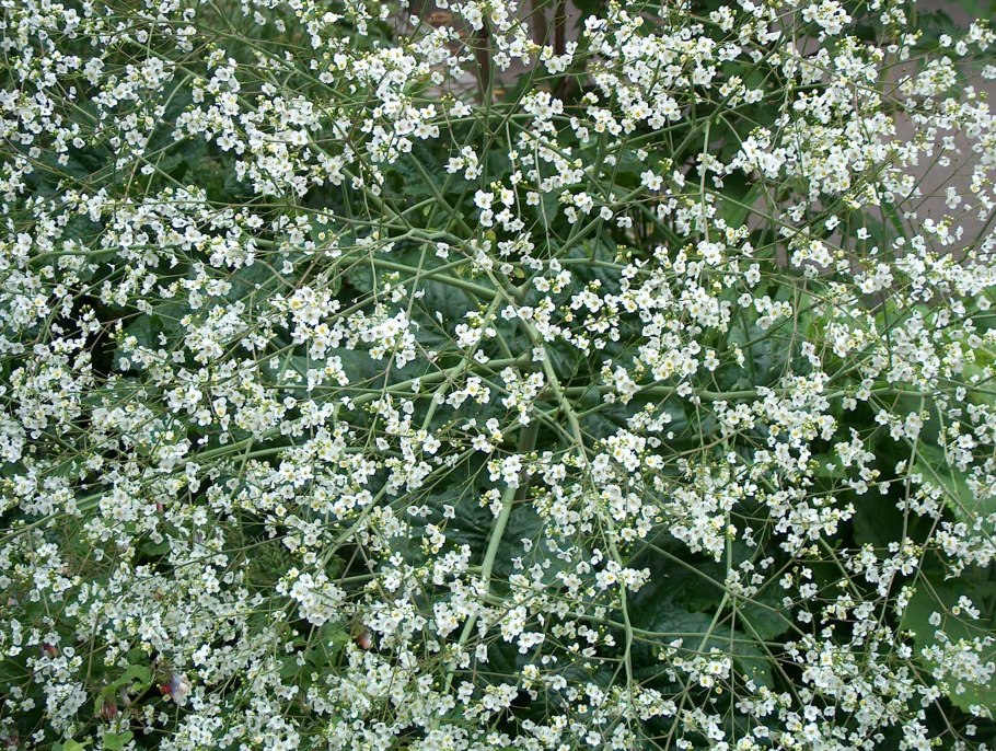 Катран (crambe cordifolia)