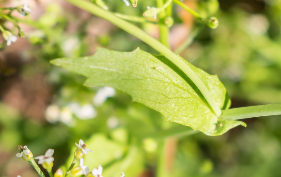 Тренто Torrefranca Mattarello