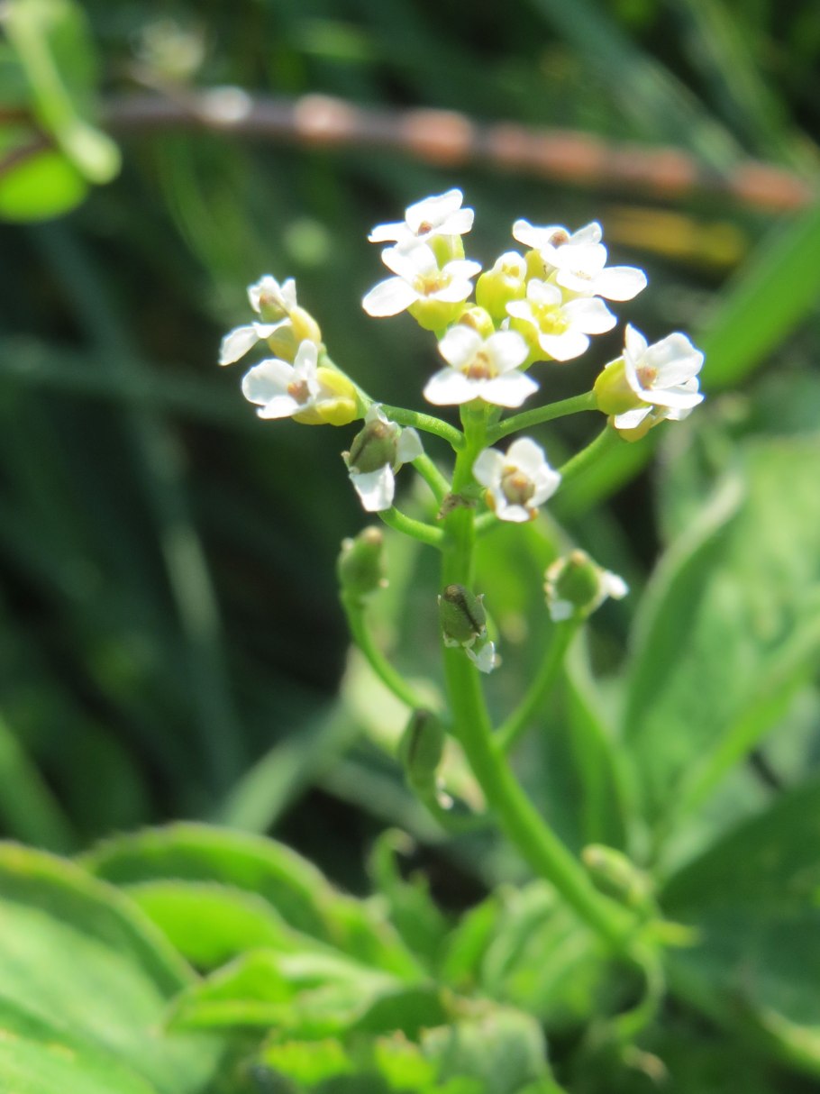 Собор Сан-Виджилио Тренто