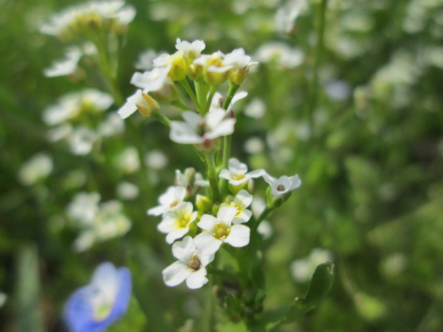 Calepina irregularis