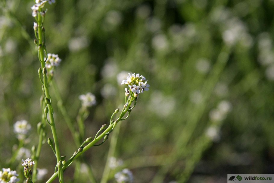 Калепина неравномерная