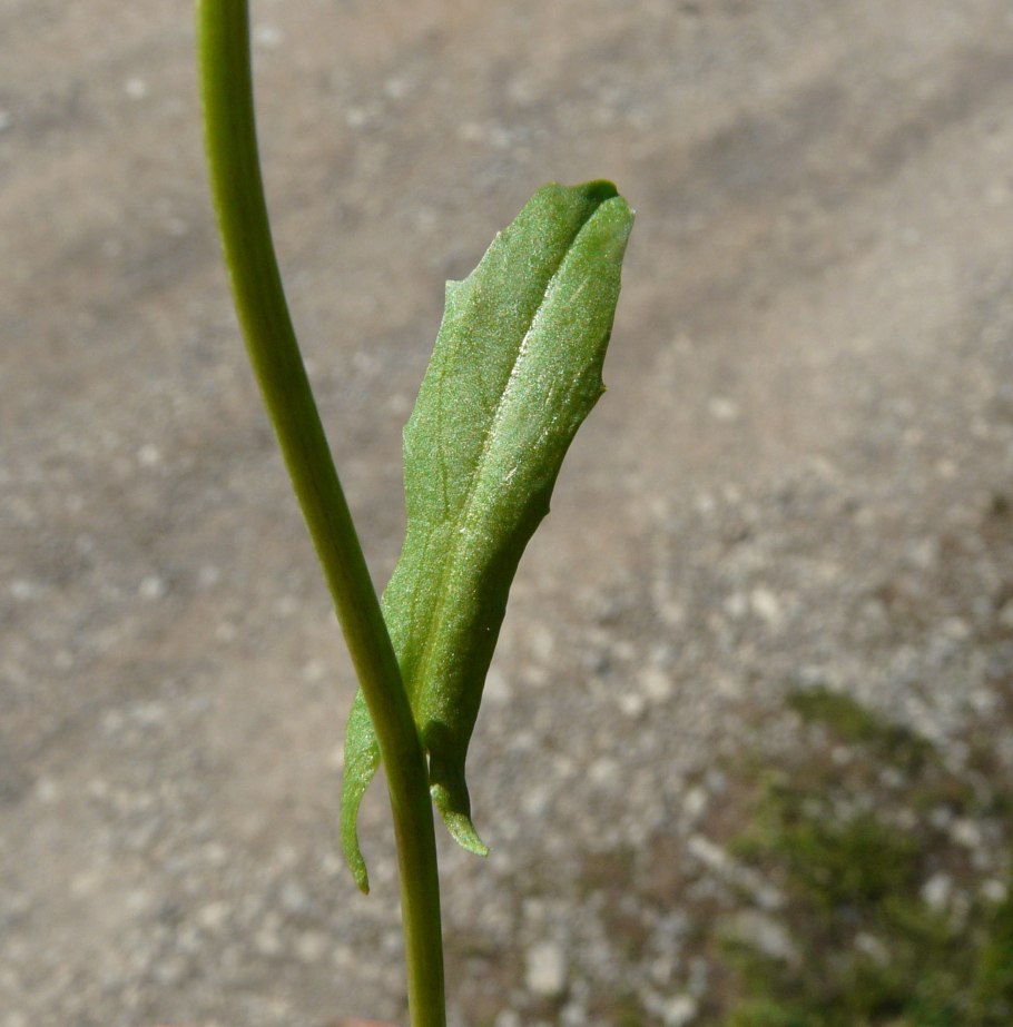 Ярутка полевая
