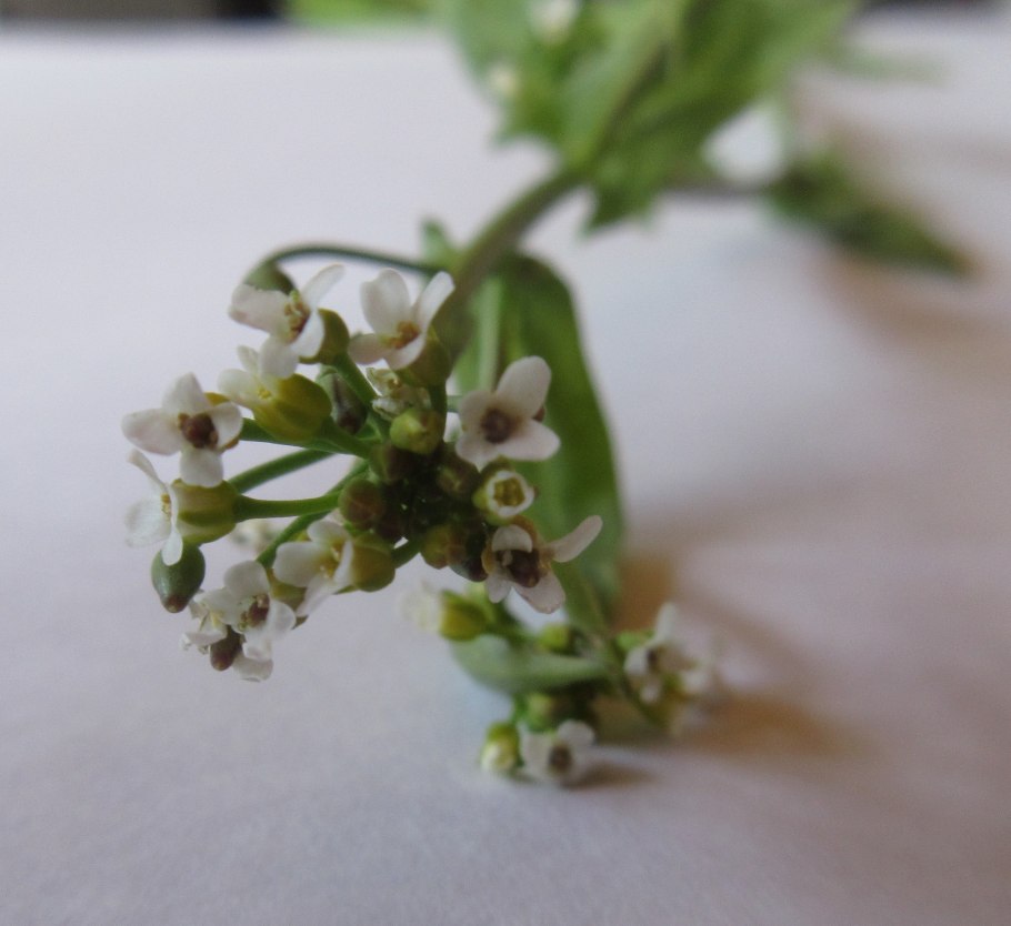 Calepina irregularis