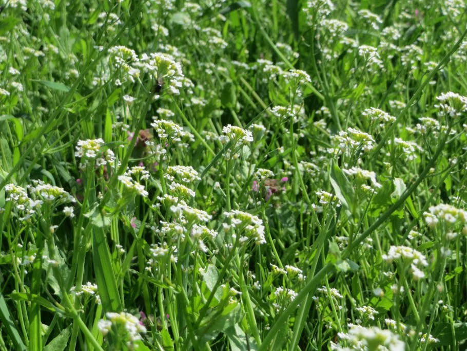 Calepina irregularis thell