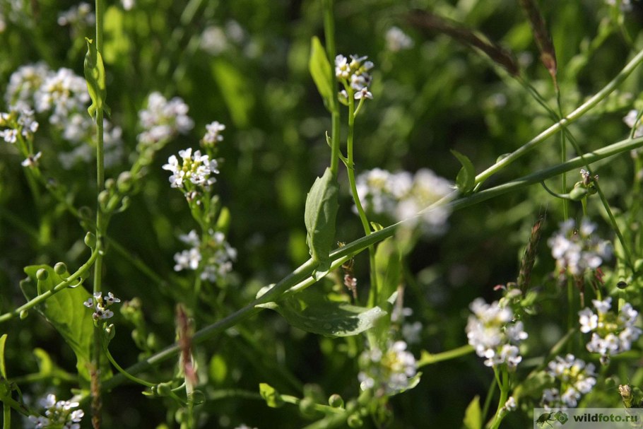 Калепина неравномерная