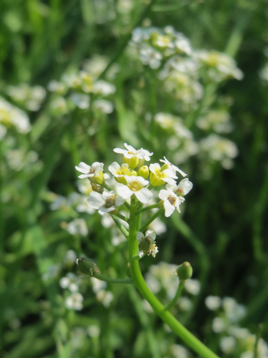 Calepina irregularis