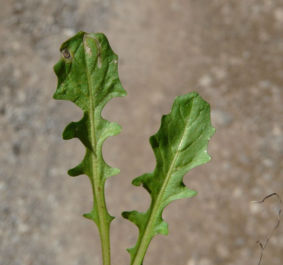 Калепина неравномерная