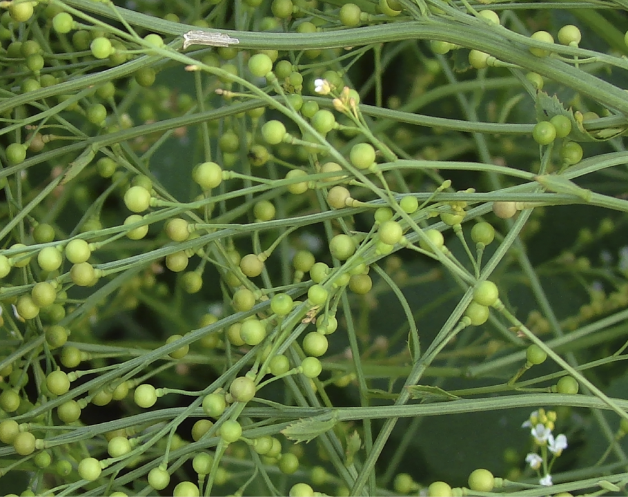 Крамбе абиссинская