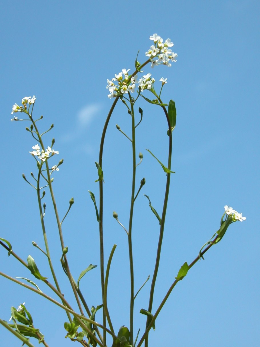 Calepina irregularis