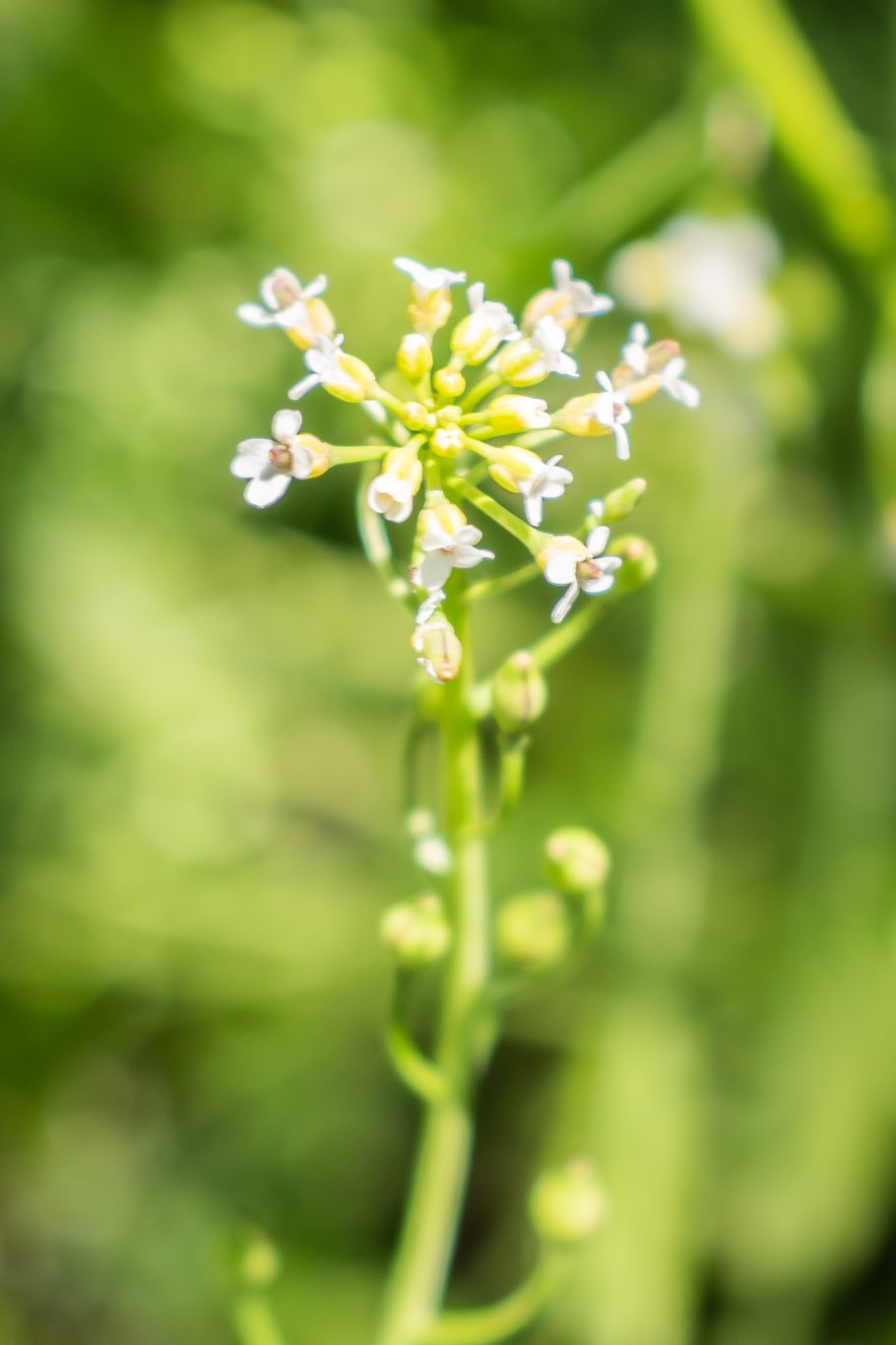 Calepina cochlearioides