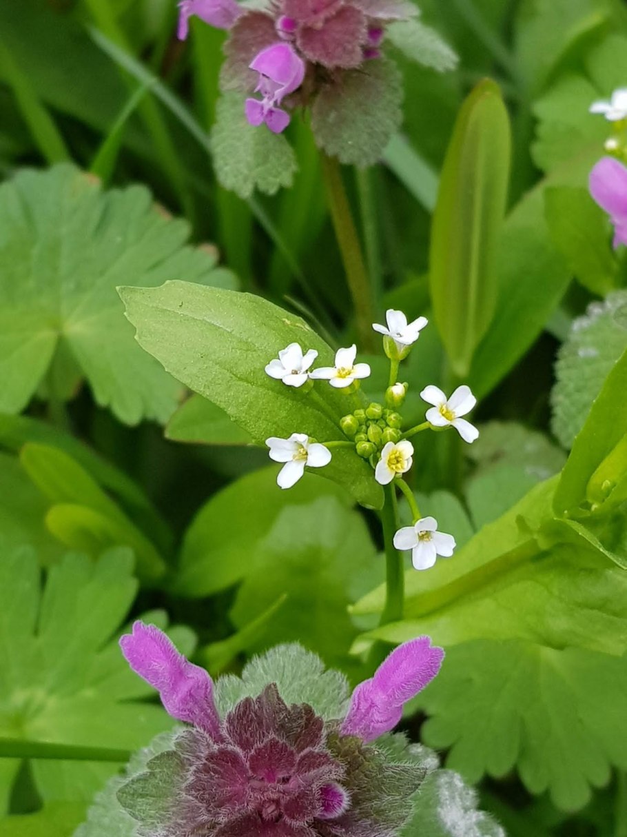 Чесночница черешковая alliaria petiolata