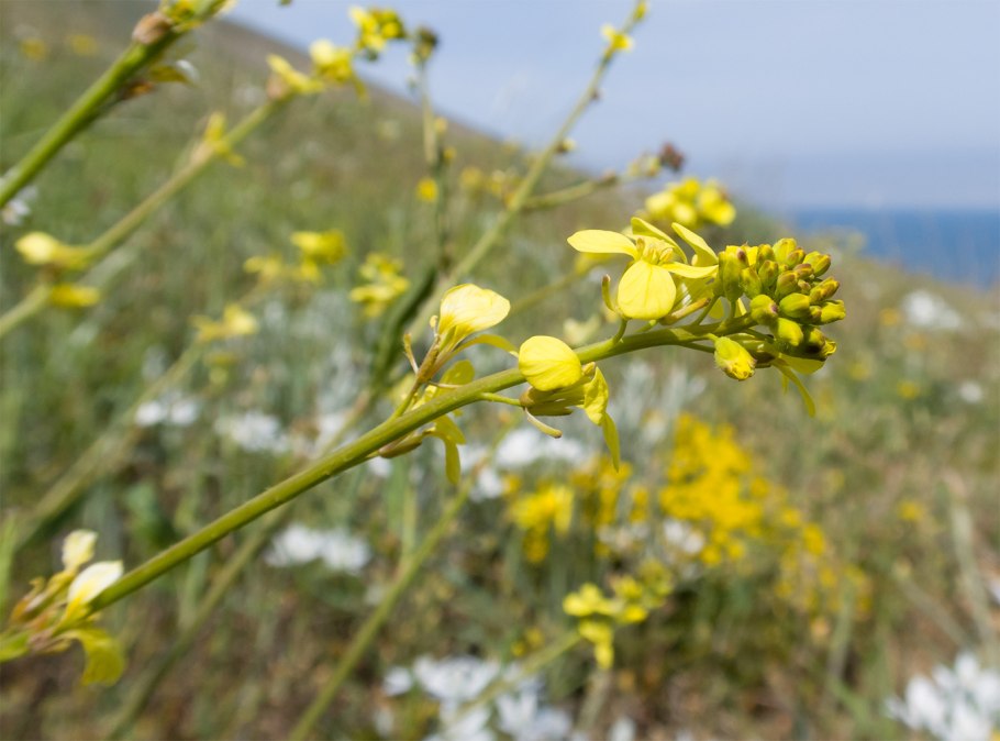 Горчица сарептская brassica juncea