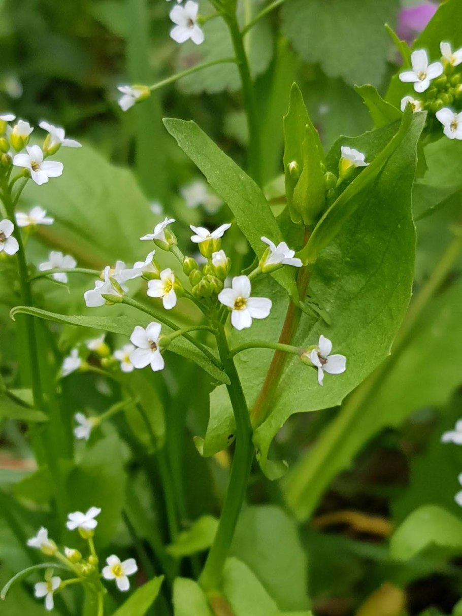 Джорджо Савона