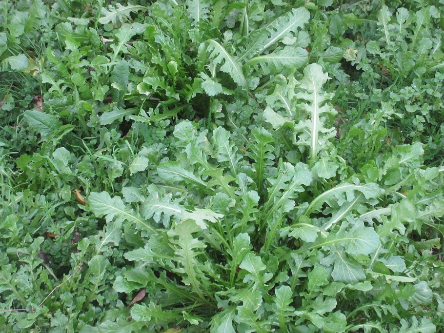 Calepina irregularis