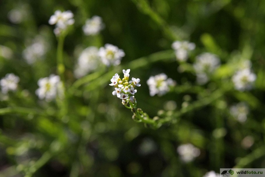 Калепина трава