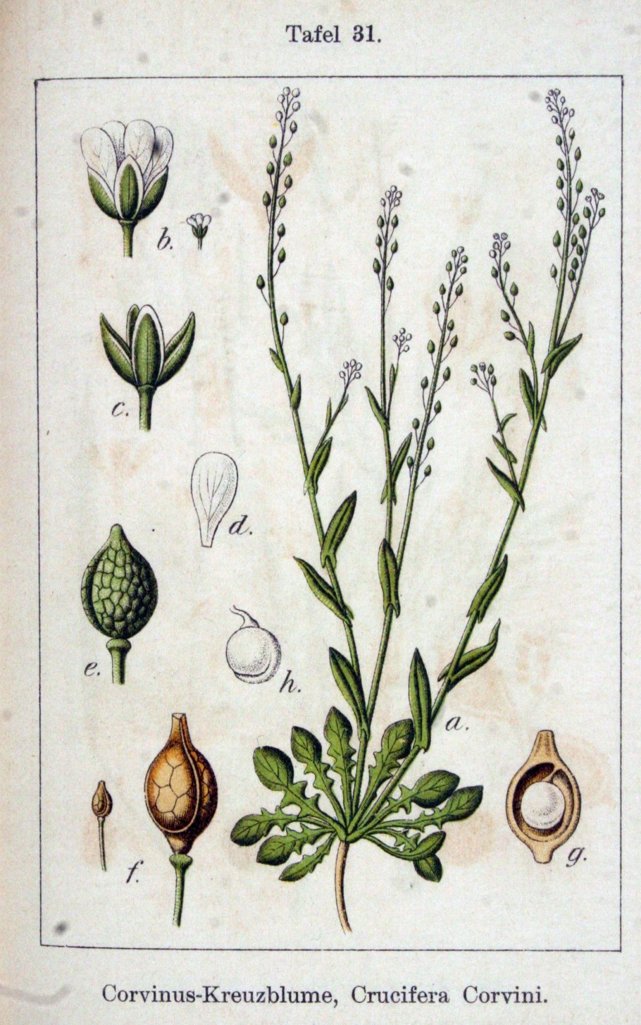 Calepina irregularis