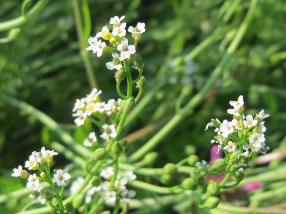 Calepina irregularis