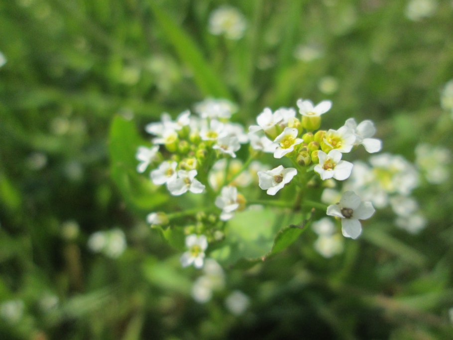 Якобея обыкновенная