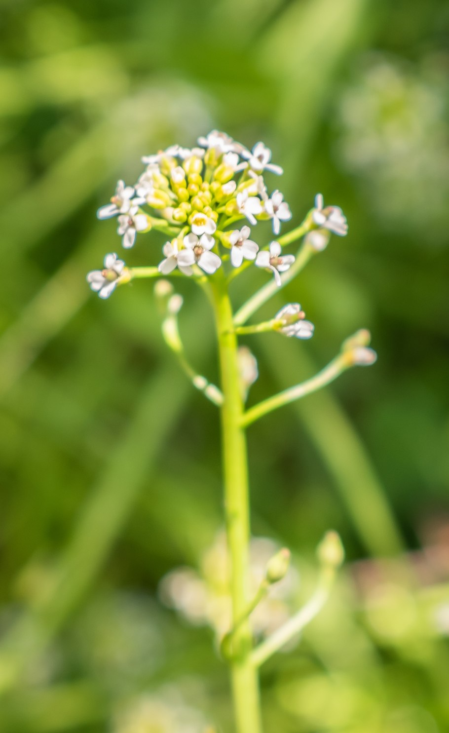 Калепина трава