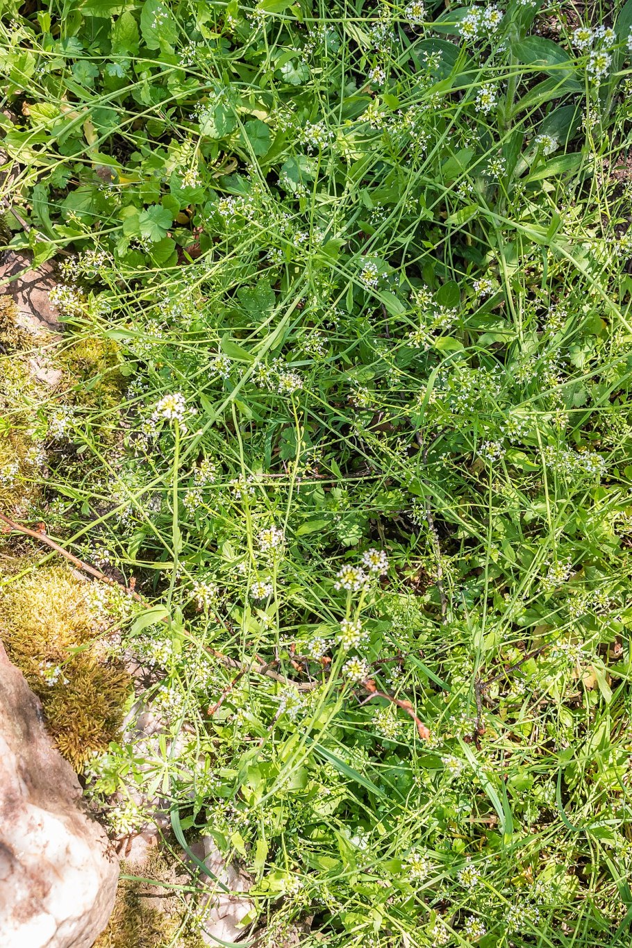 Calepina irregularis thell