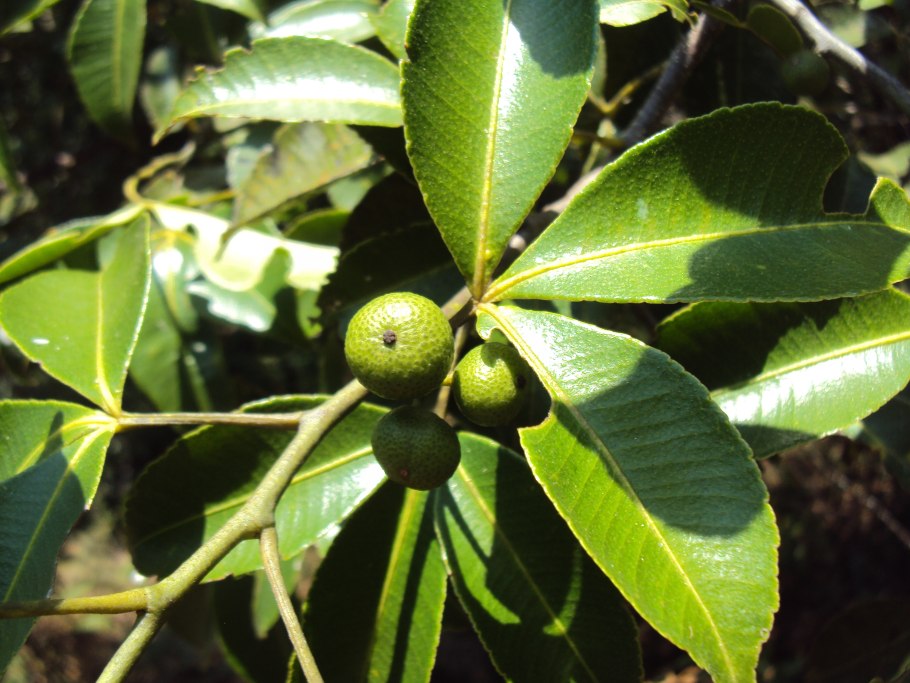 Хоисия Рутовые