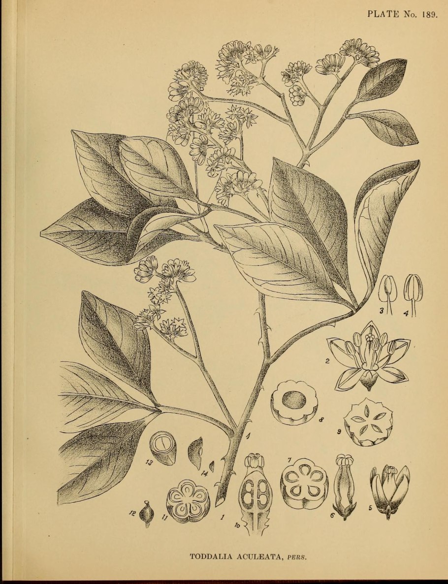 Aesculus glabra