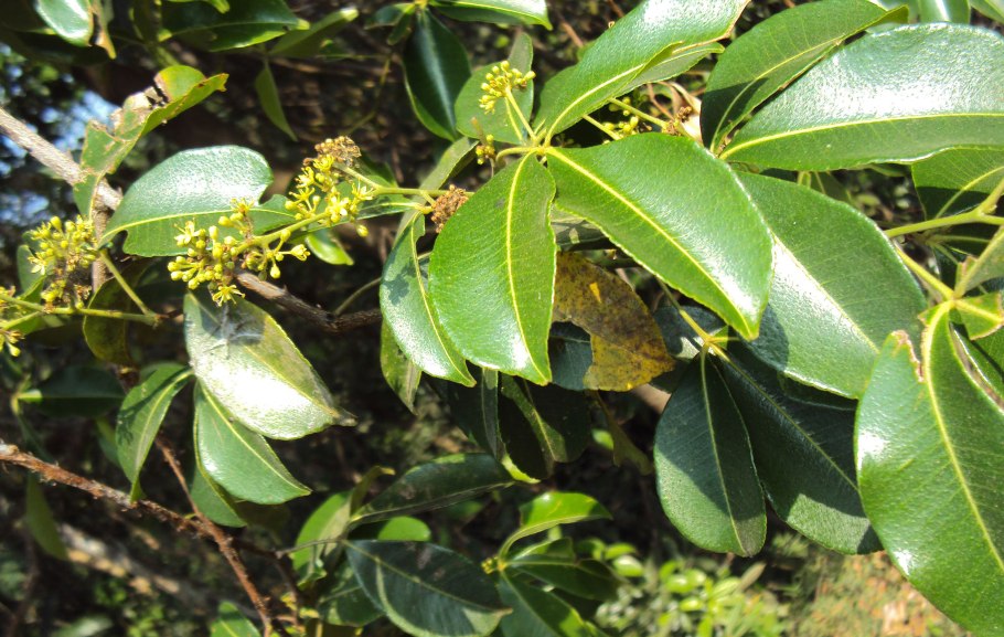 Тоддалия азиатская