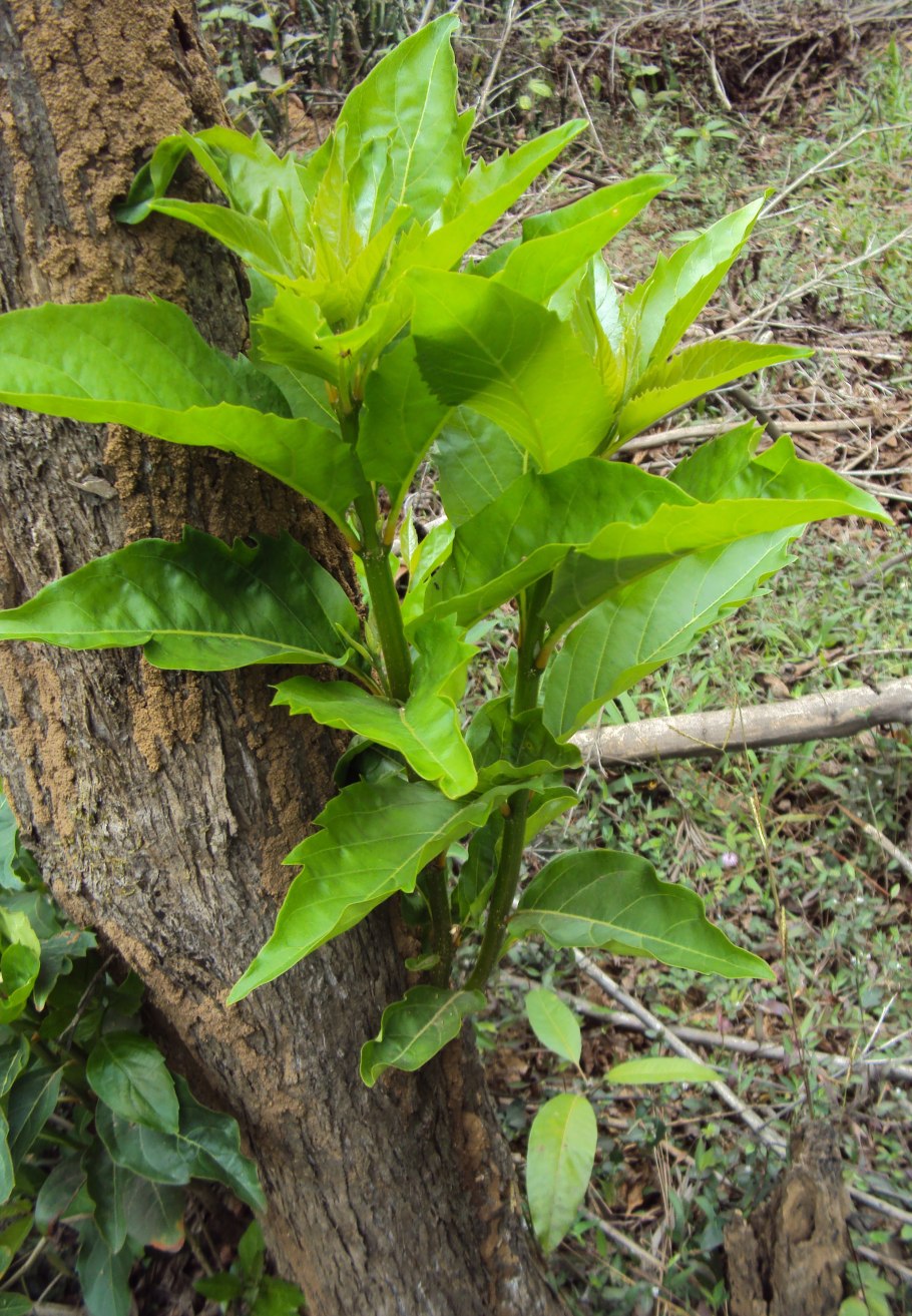 Lepidophyllum quadrangulare