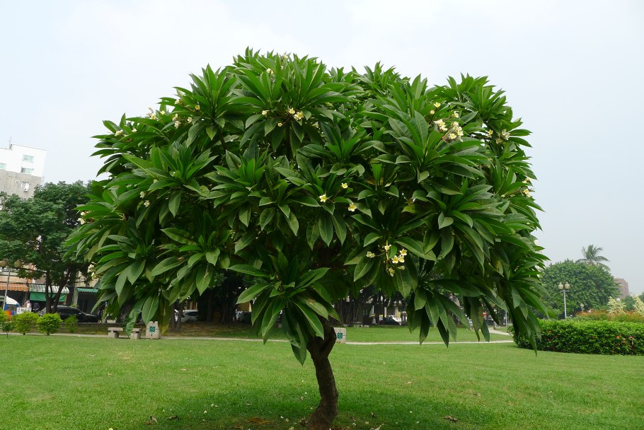 Тоддалия азиатская