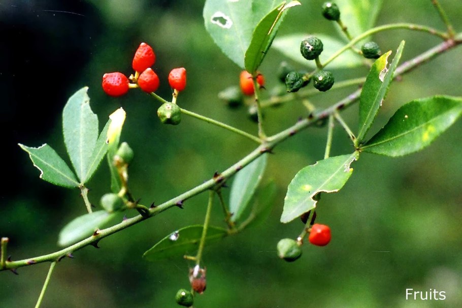 Каштан американский восьмитычинковый Aesculus Flava