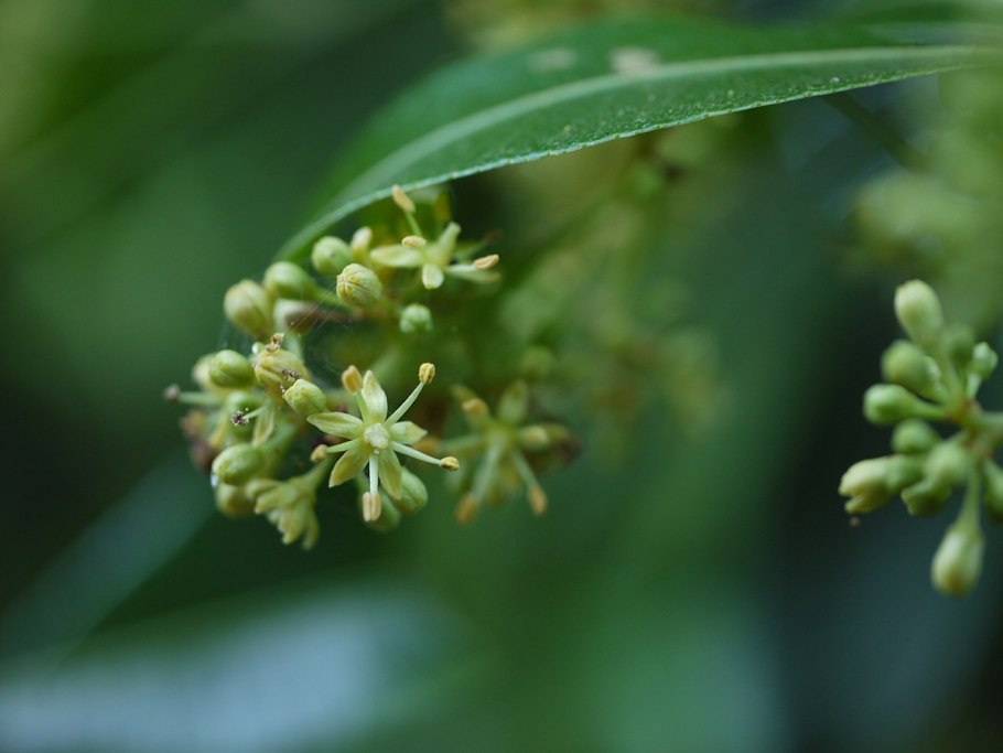 Цитарексилум спинозум