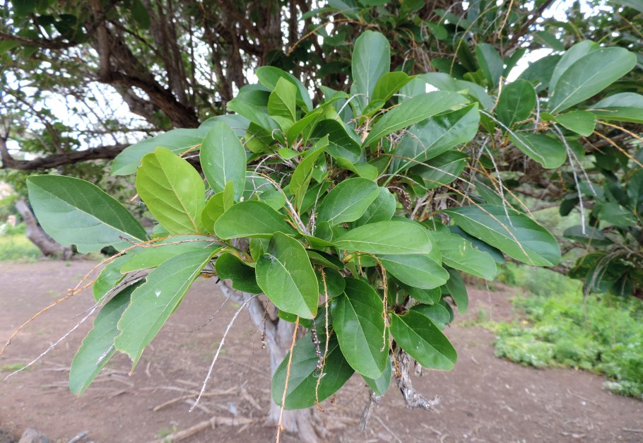 Цитарексилум спинозум