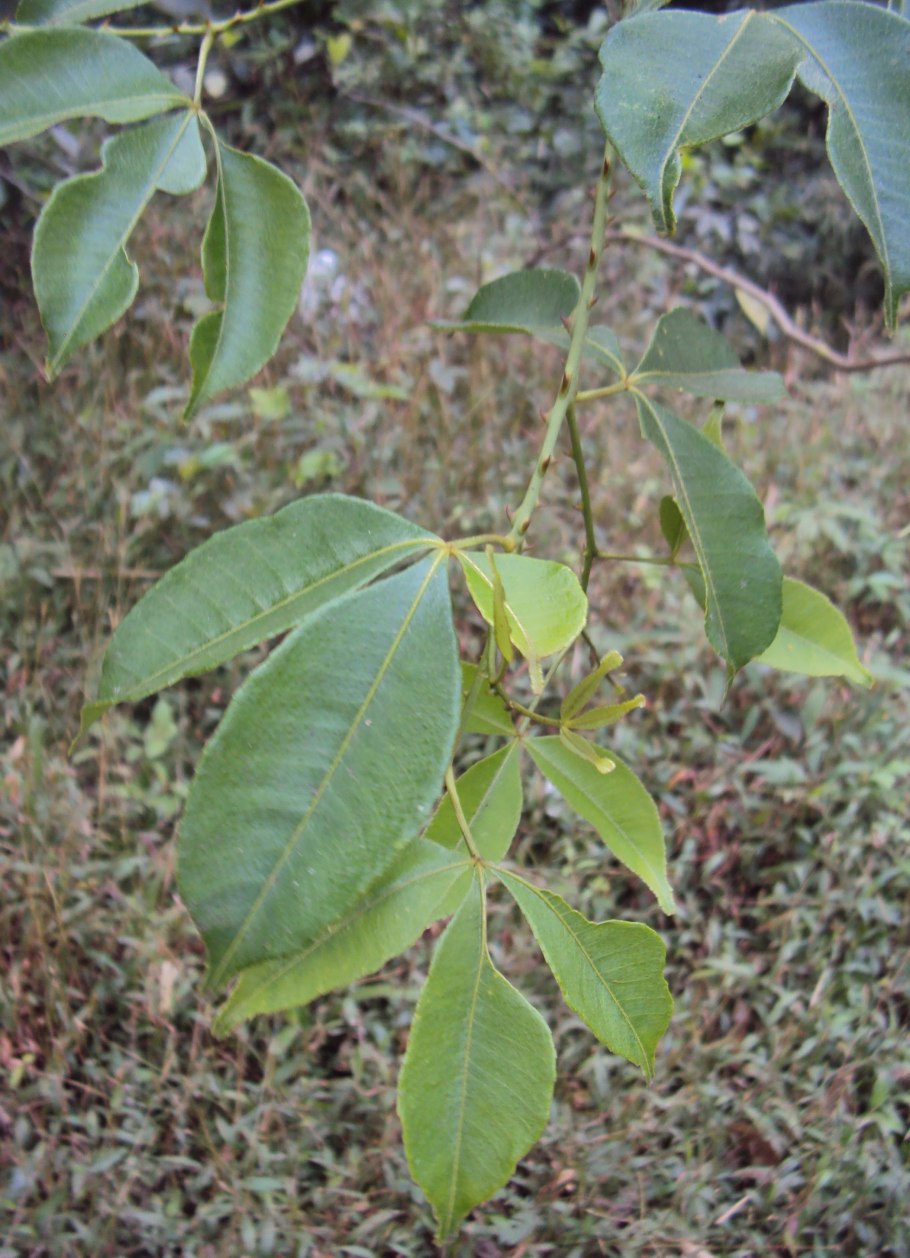 Цитарексилум спинозум