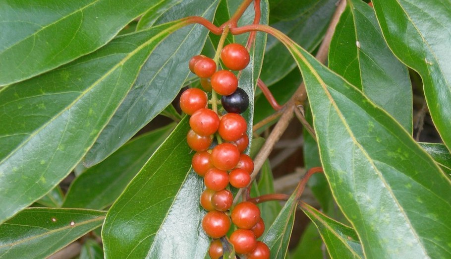 Citharexylum spinosum