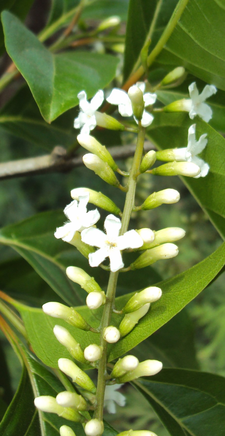 Псилотум папоротник