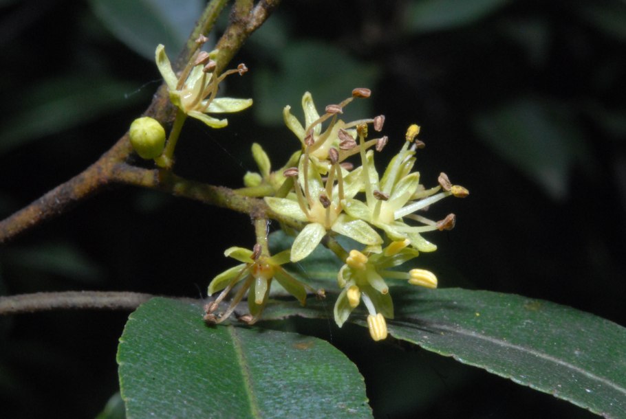 Каштан голый - Aesculus glabra