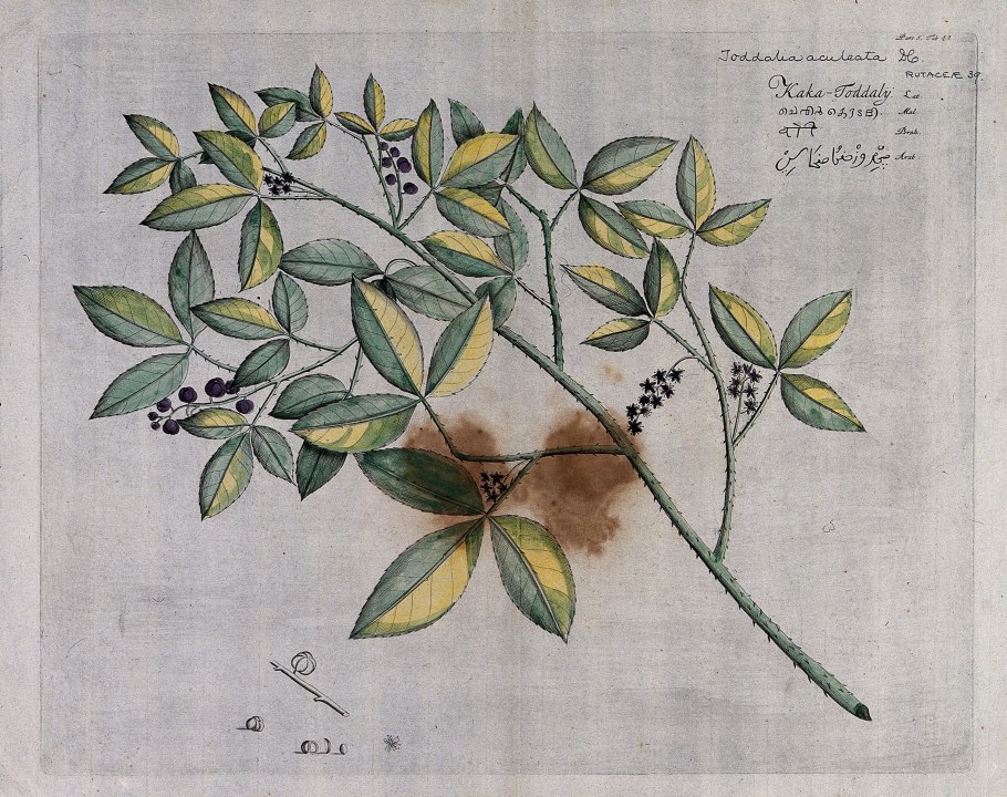 Каштан восьмитычинковый