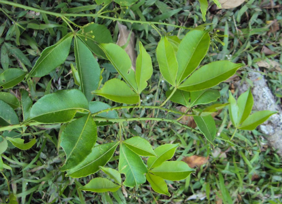 Тоддалия азиатская