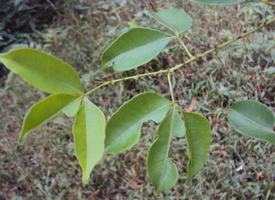 Рутовые (подсемейство)