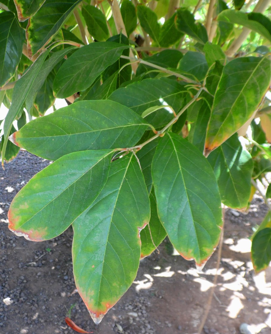 Радиатор трубчатый Zehnder Charleston 2180